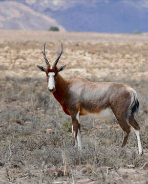 Image of Blesbok