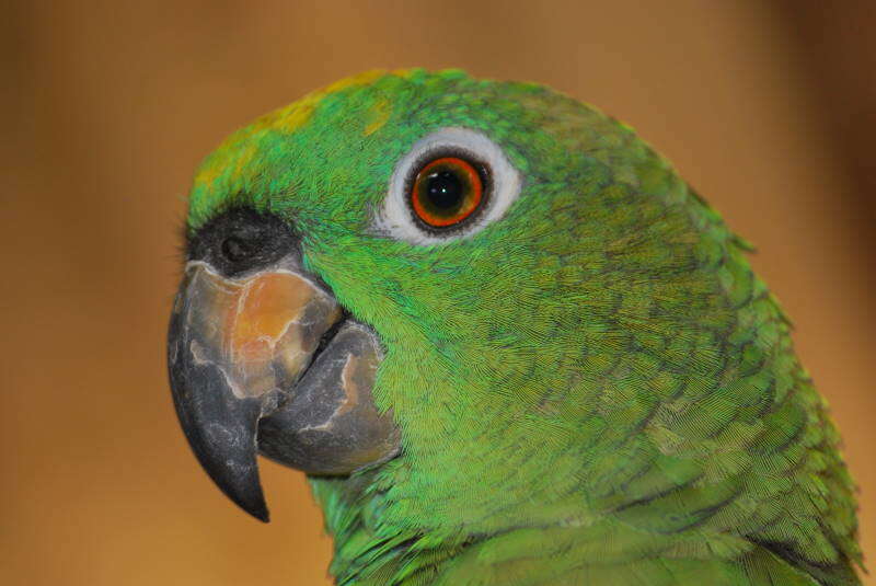 Image of Southern Mealy Amazon