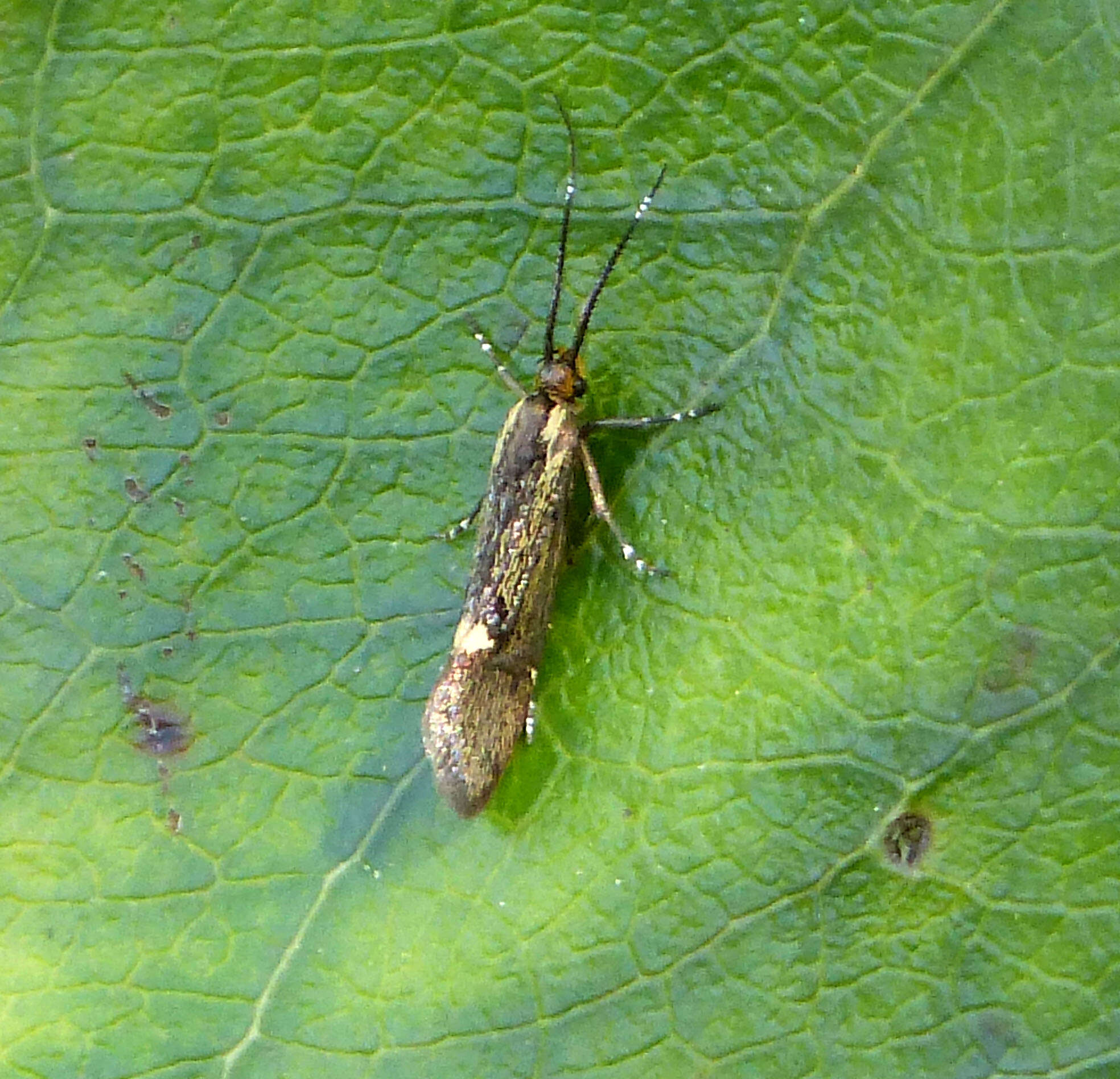 Image of Esperia sulphurella