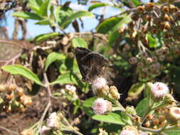 Pluchea carolinensis (Jacq.) G. Don resmi