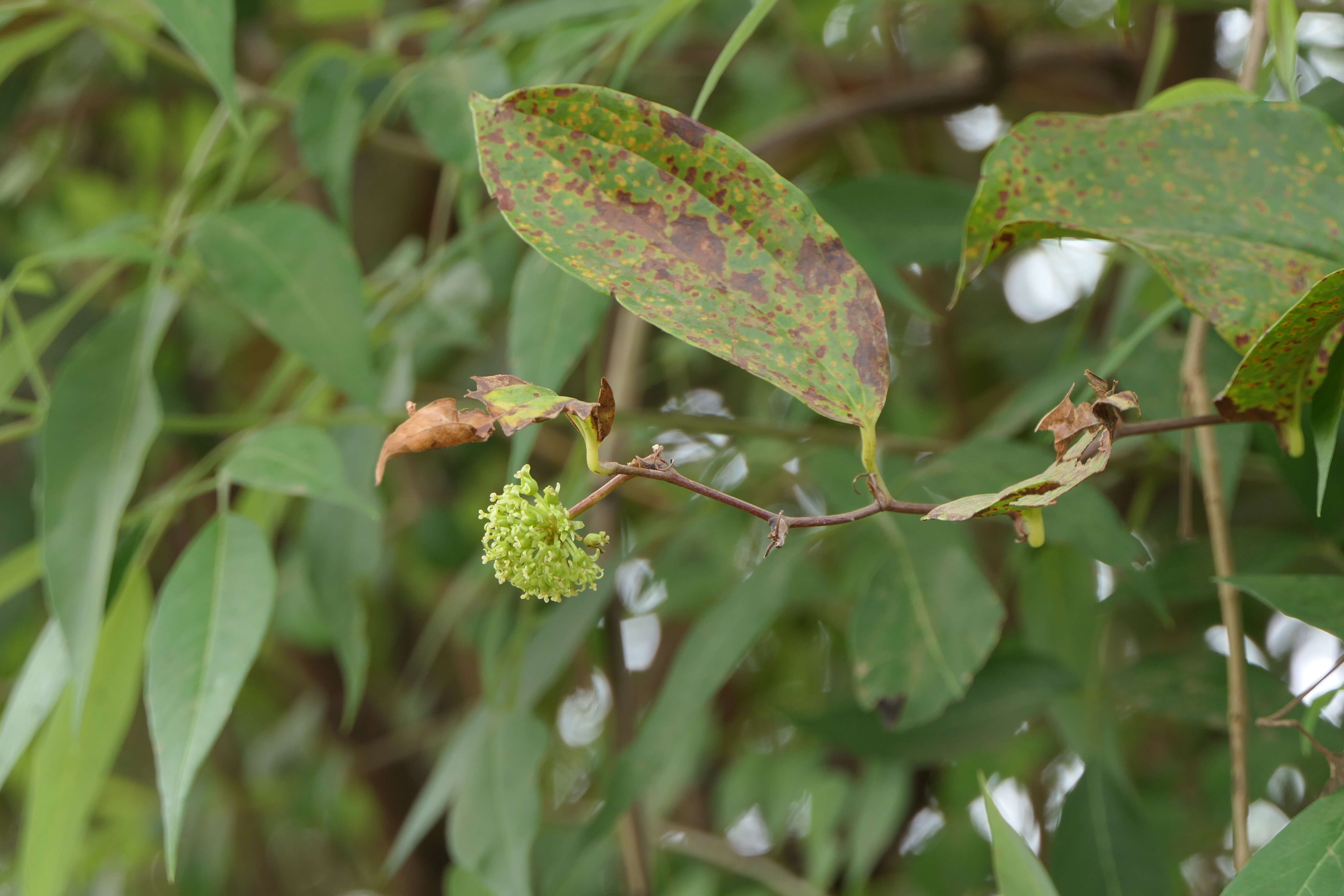 Image of Smilax zeylanica L.