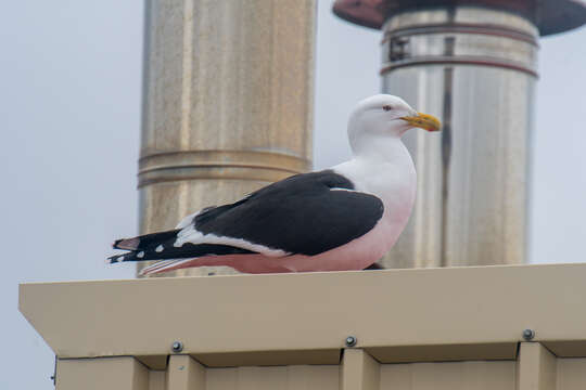 Image of Kelp Gull