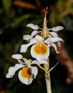 Слика од Dendrobium crystallinum Rchb. fil.