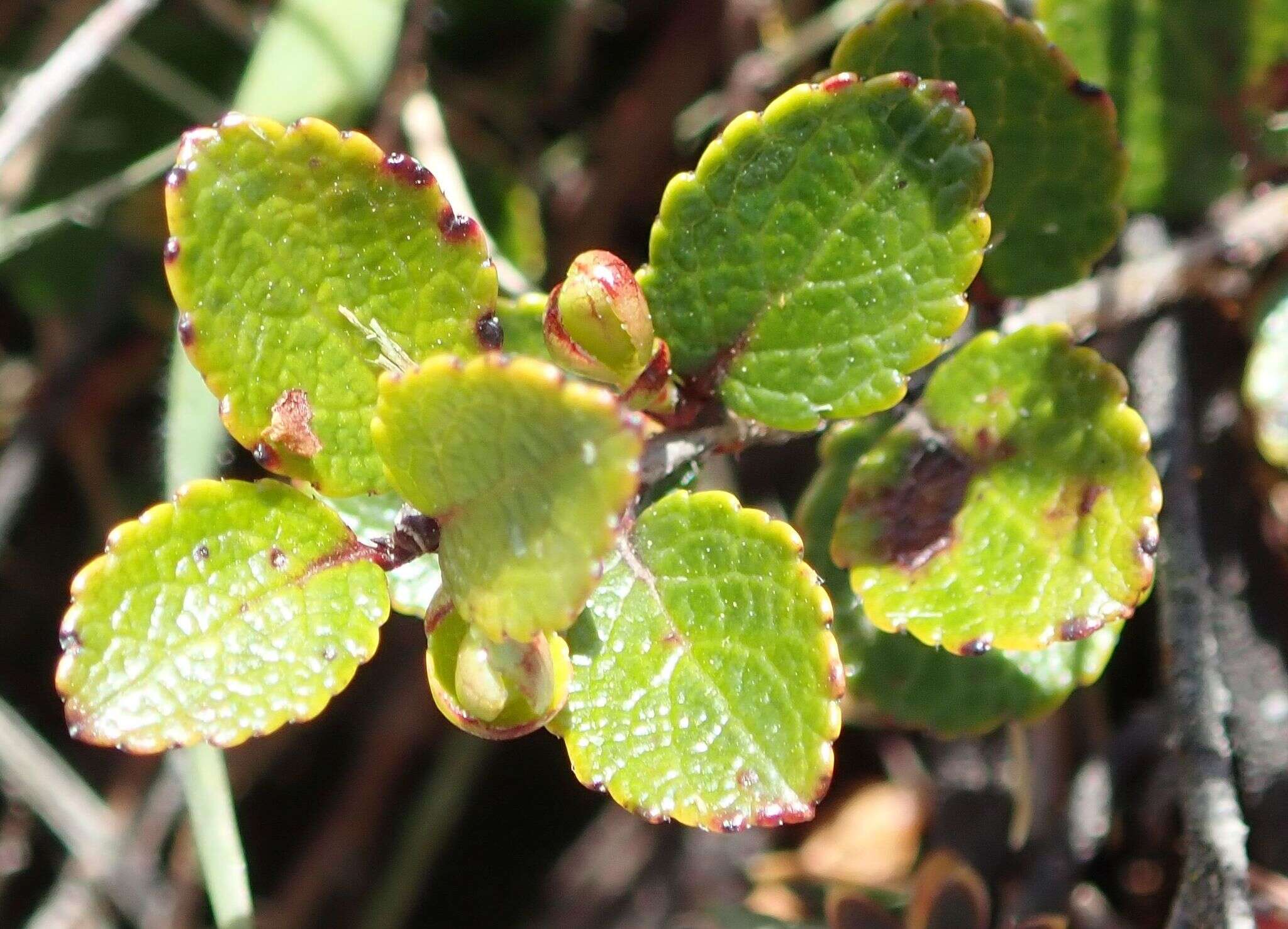 Image of Gaultheria depressa Hook. fil.