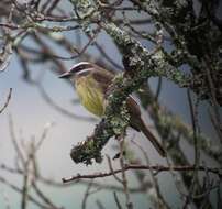 Image of Golden-crowned Flycatcher