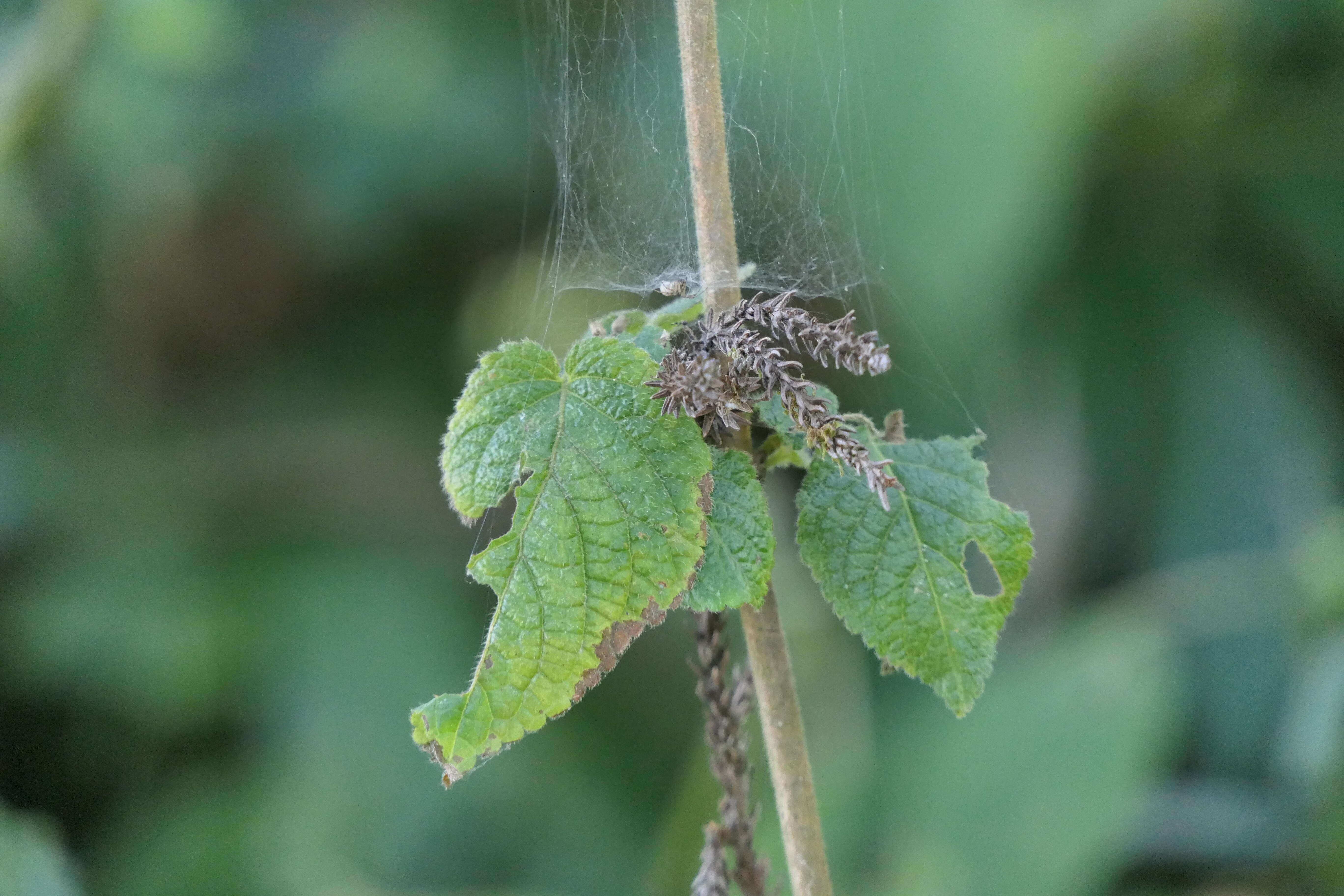 Image de Craniotome furcata (Link) Kuntze