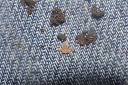 Image of hooded tickspiders