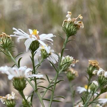 Image of Smooth White American-Aster