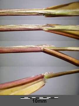 Imagem de Panicum dichotomiflorum Michx.