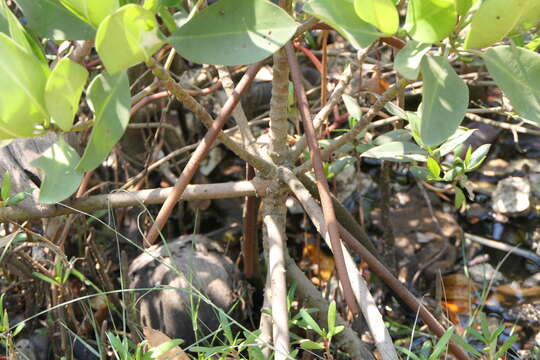 Image of Mangrove