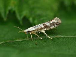 Image of Argyresthia curvella Linnaeus 1761