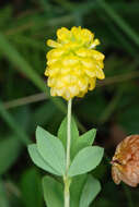 Plancia ëd Trifolium aureum Pollich