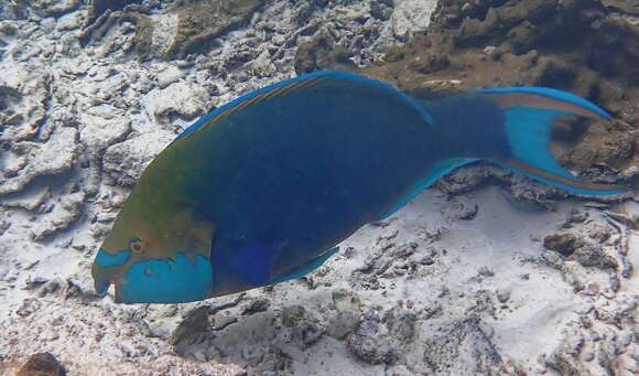 Image of Blue-faced Parrotfish