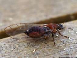 Bactericera albiventris (Foerster 1848) resmi