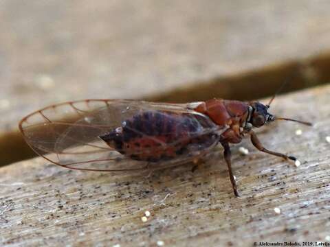 Image of Bactericera albiventris (Foerster 1848)