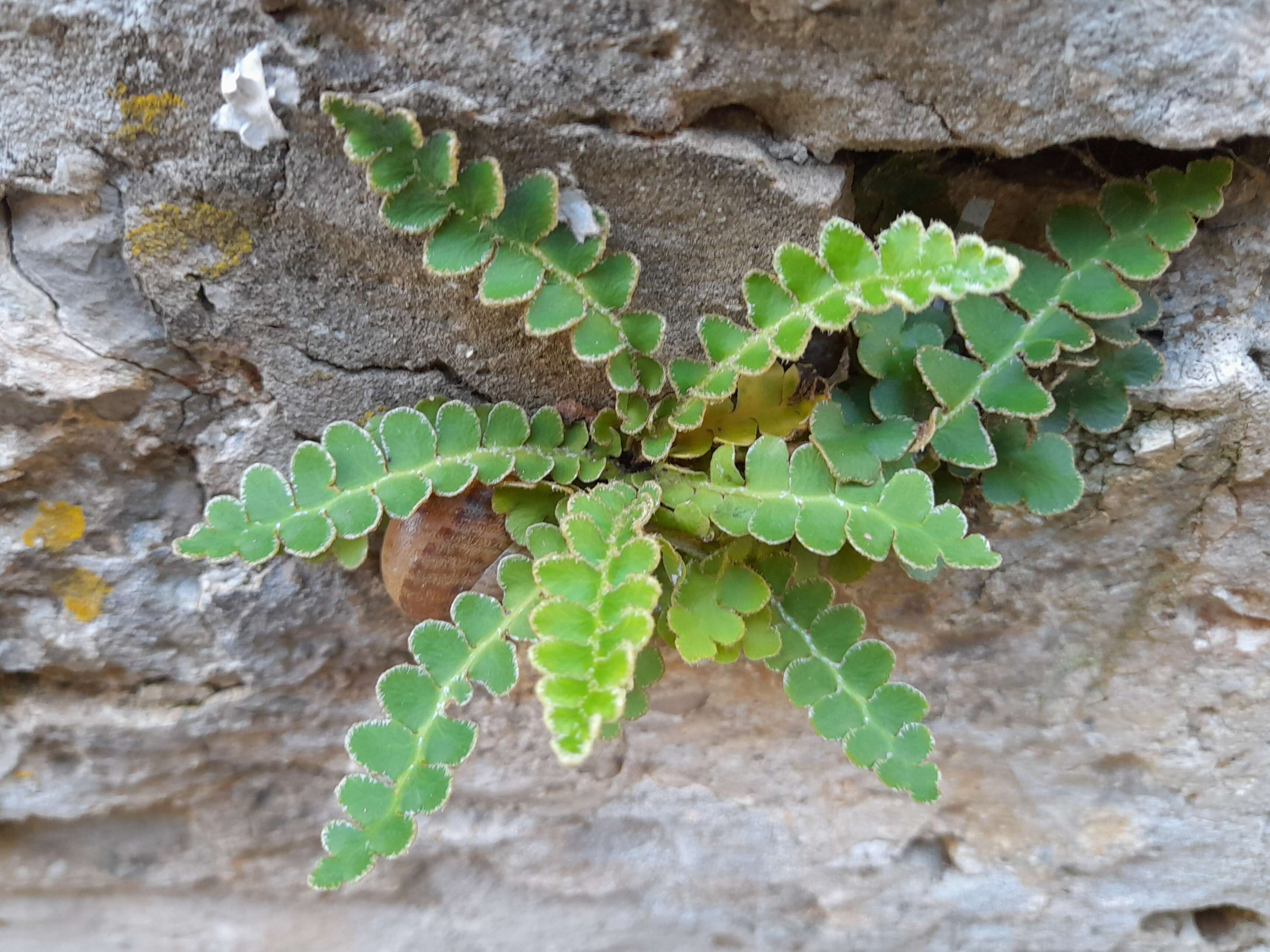 Plancia ëd Asplenium ceterach L.