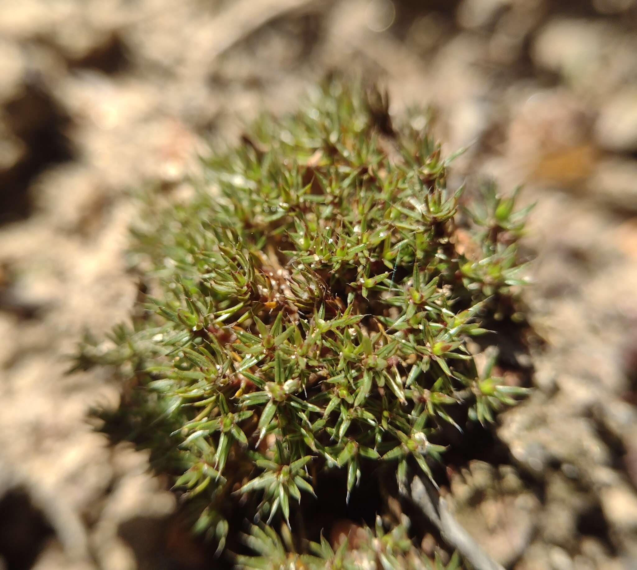 Image of Polytrichum moss