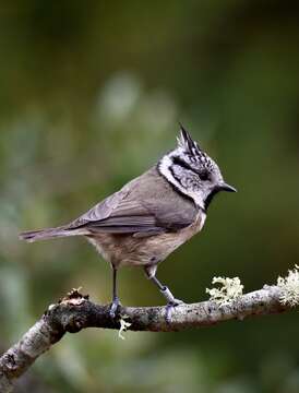 Image of Lophophanes Kaup 1829