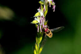 Image of Marmalade hoverfly