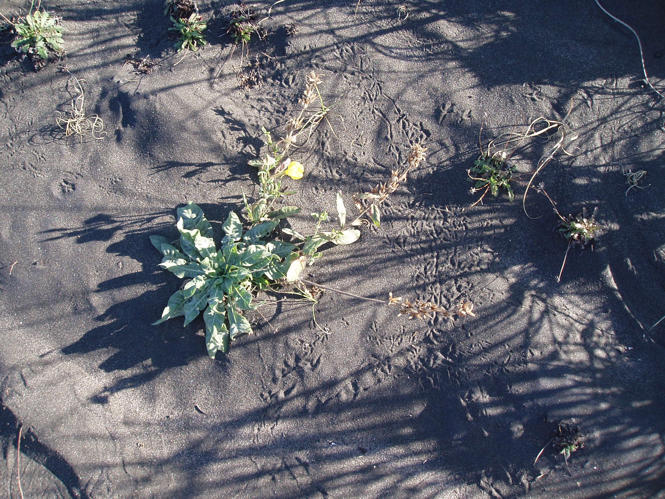 Imagem de Oenothera glazioviana M. Micheli