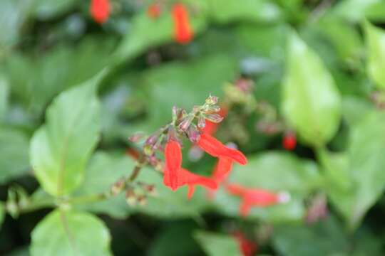 Image de Salvia pansamalensis Donn. Sm.