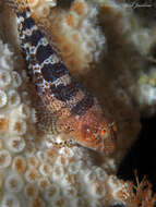 Image of Barred Blenny