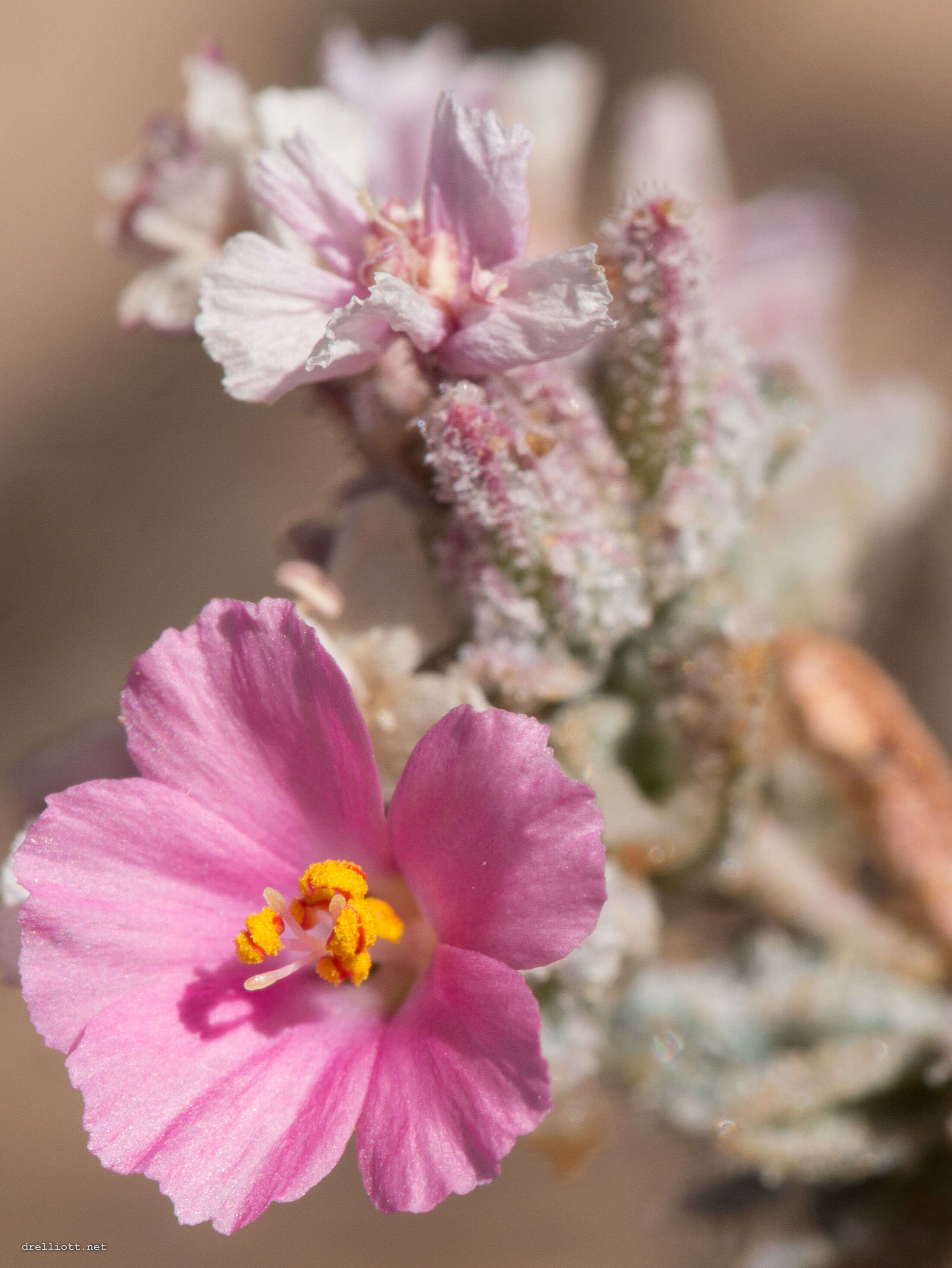 Image of Frankenia serpyllifolia Lindley