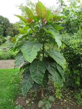 Image of Tamarillo