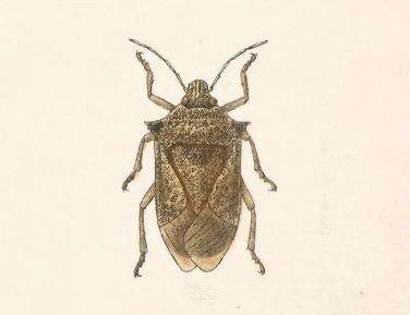 Image de Podisus (Podisus) sagitta (Fabricius 1794)