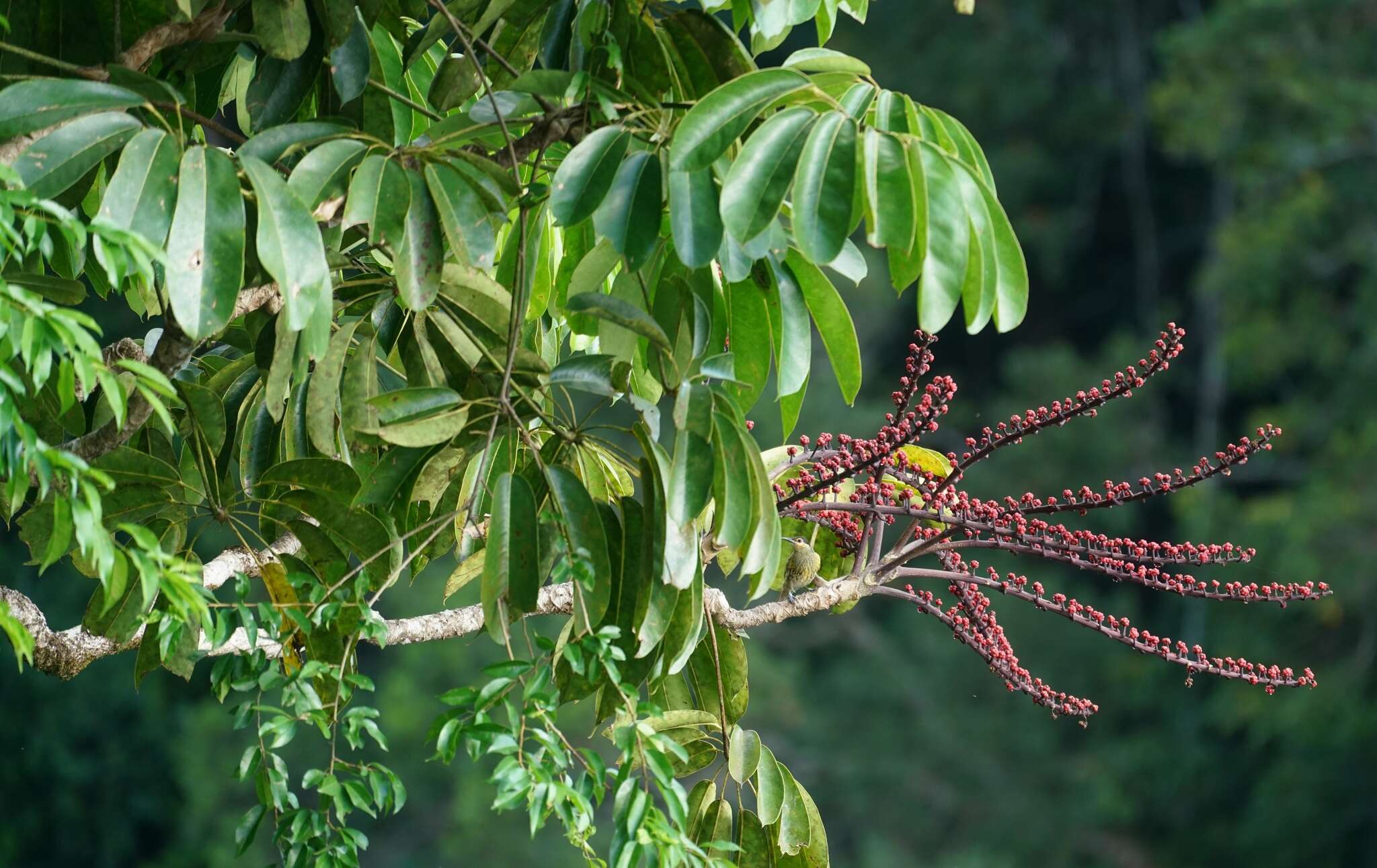 Image of Heptapleurum actinophyllum