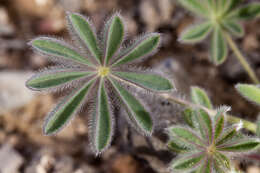 Imagem de Lupinus brevicaulis S. Watson