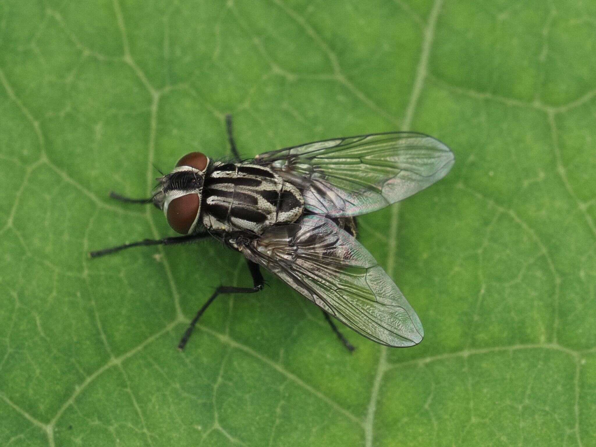 Image of House fly