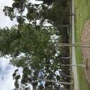 Image of Eucalyptus houseana W. V. Fitzg. ex Maiden