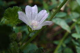 Image of common mallow