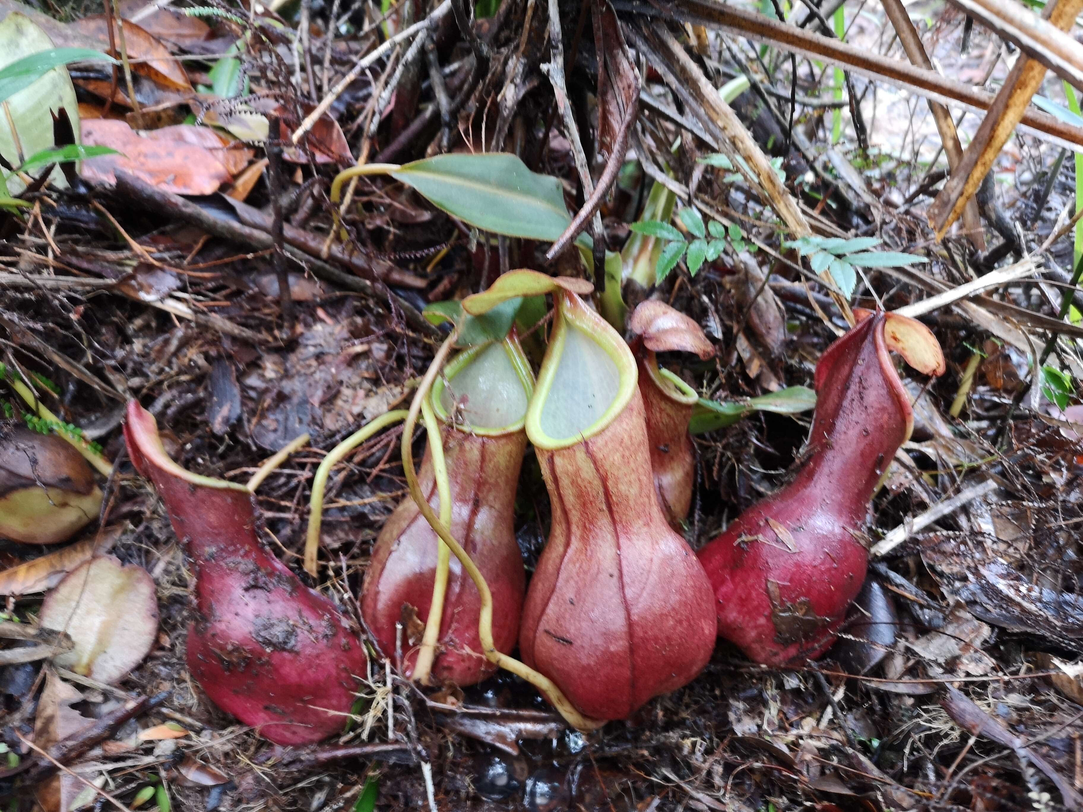 Image of Nepenthes domei