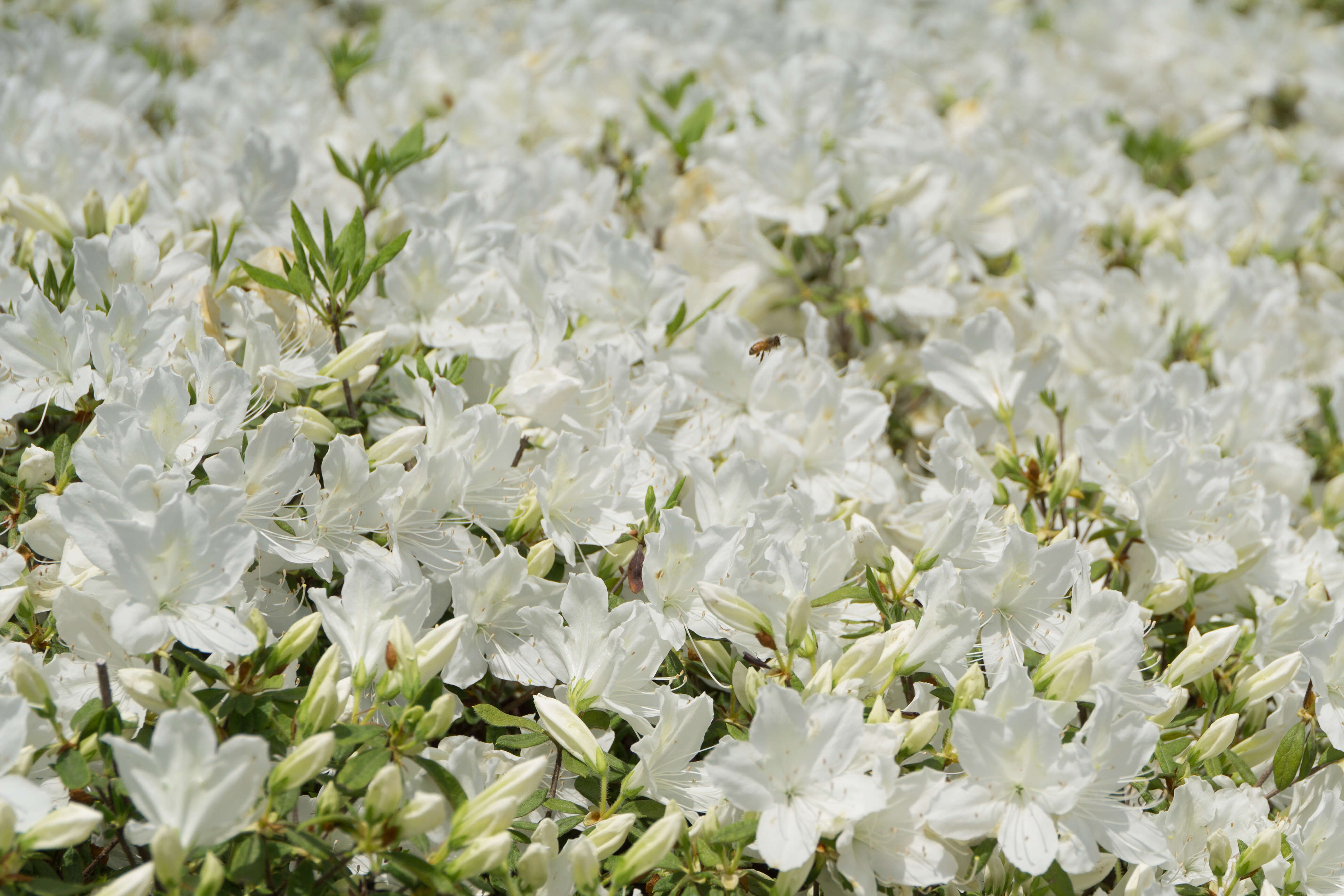 Imagem de Rhododendron mucronatum (Bl.) G. Don