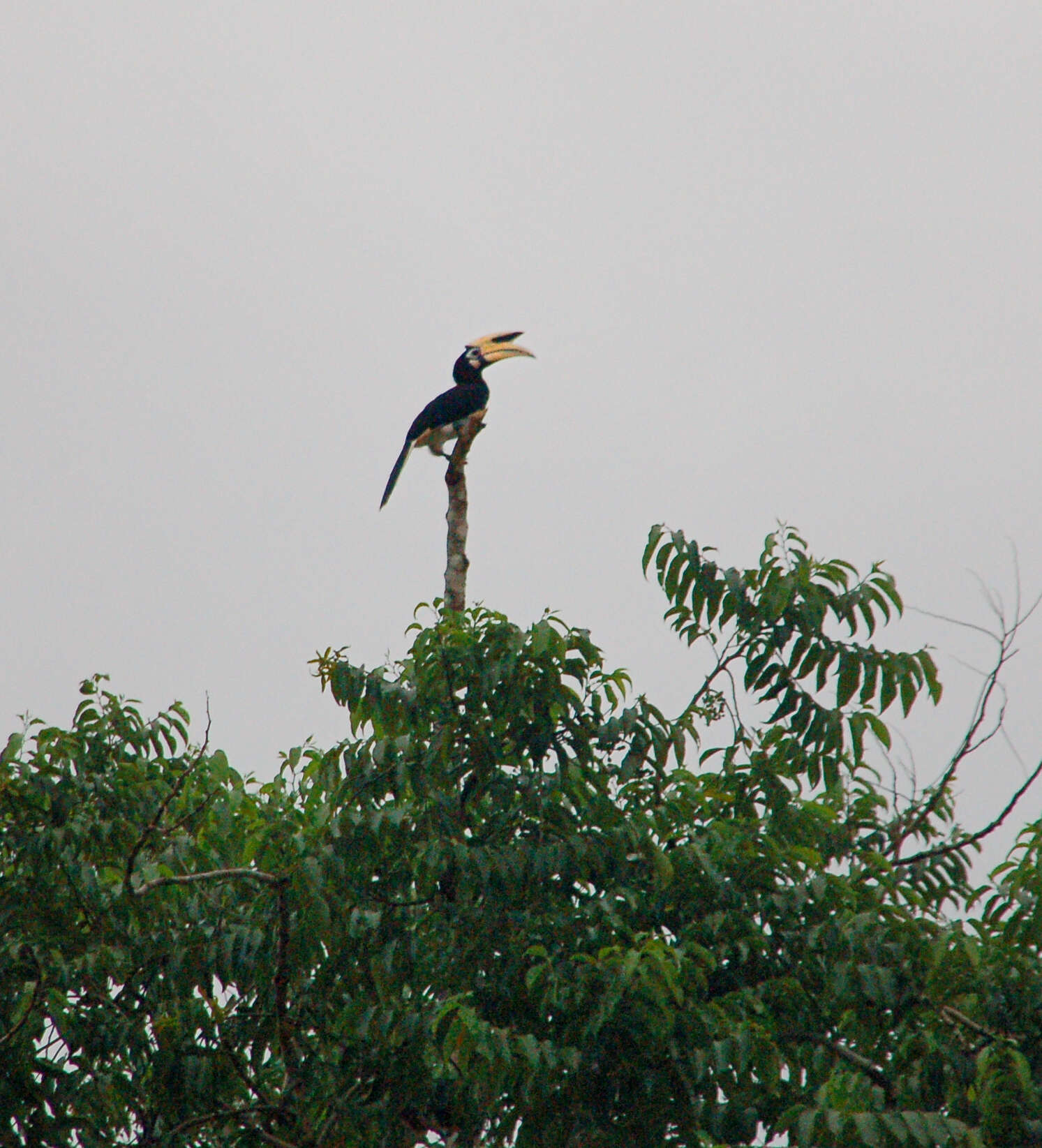 Image of Trumpeter Hornbill