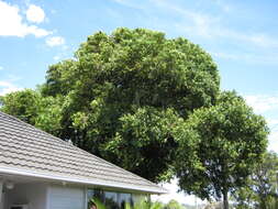 Image of Syzygium floribundum F. Müll.