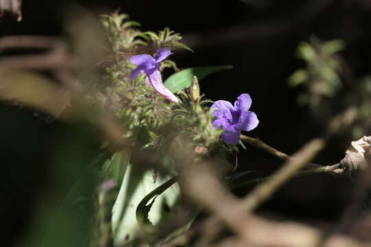 Strobilanthes integrifolius (Dalz.) Kuntze resmi