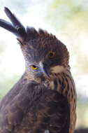 Image of Mindanao Hawk-eagle