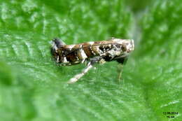 Image of privet leaf miner