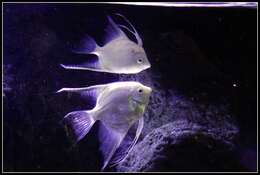 Image of freshwater angelfish