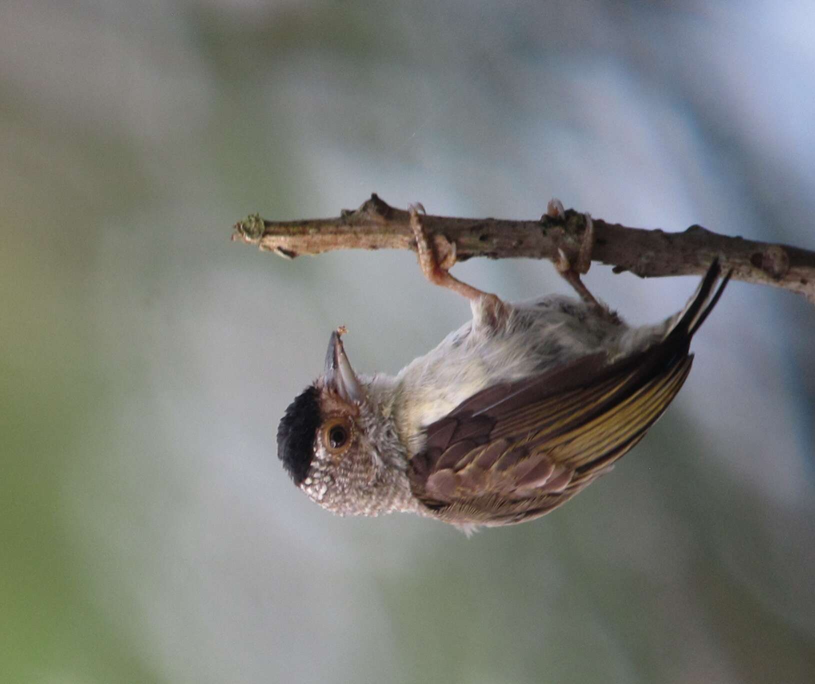 Image of Plain-breasted Piculet