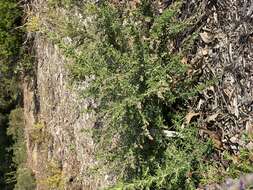 Image of Prostanthera howelliae Blakely