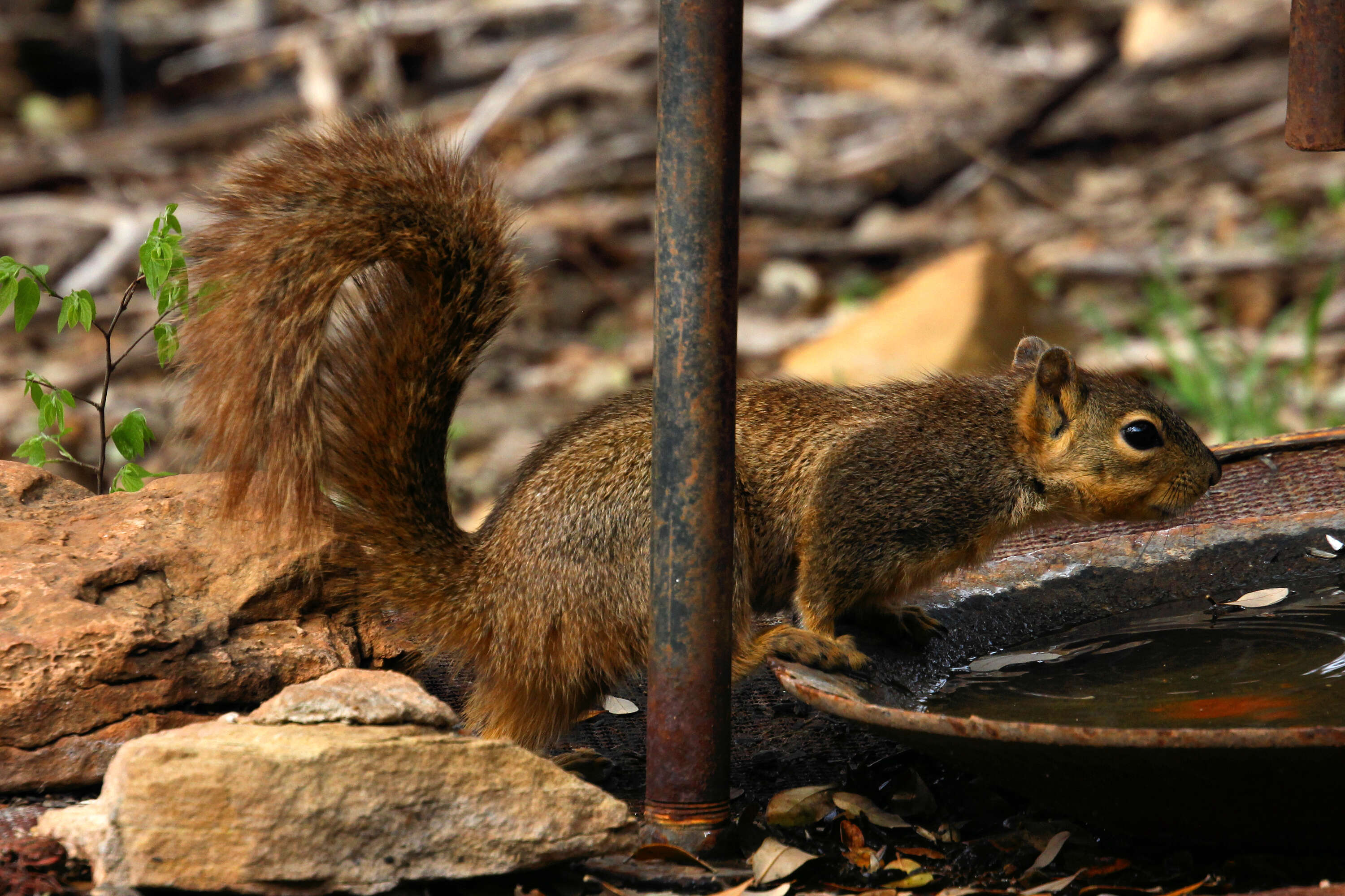 Image of Sciurus subgen. Sciurus Linnaeus 1758