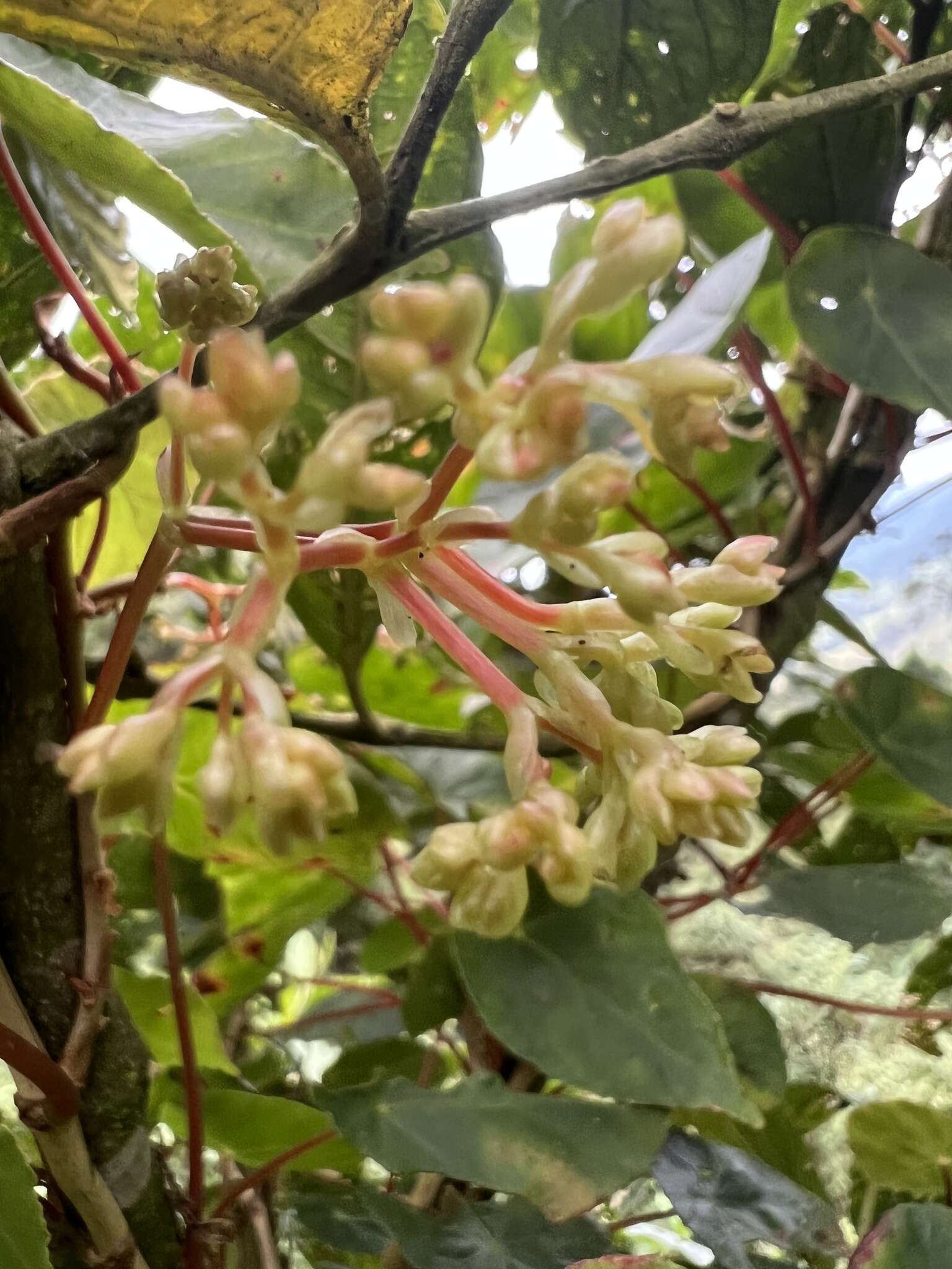 Image de Begonia tropaeolifolia A. DC.