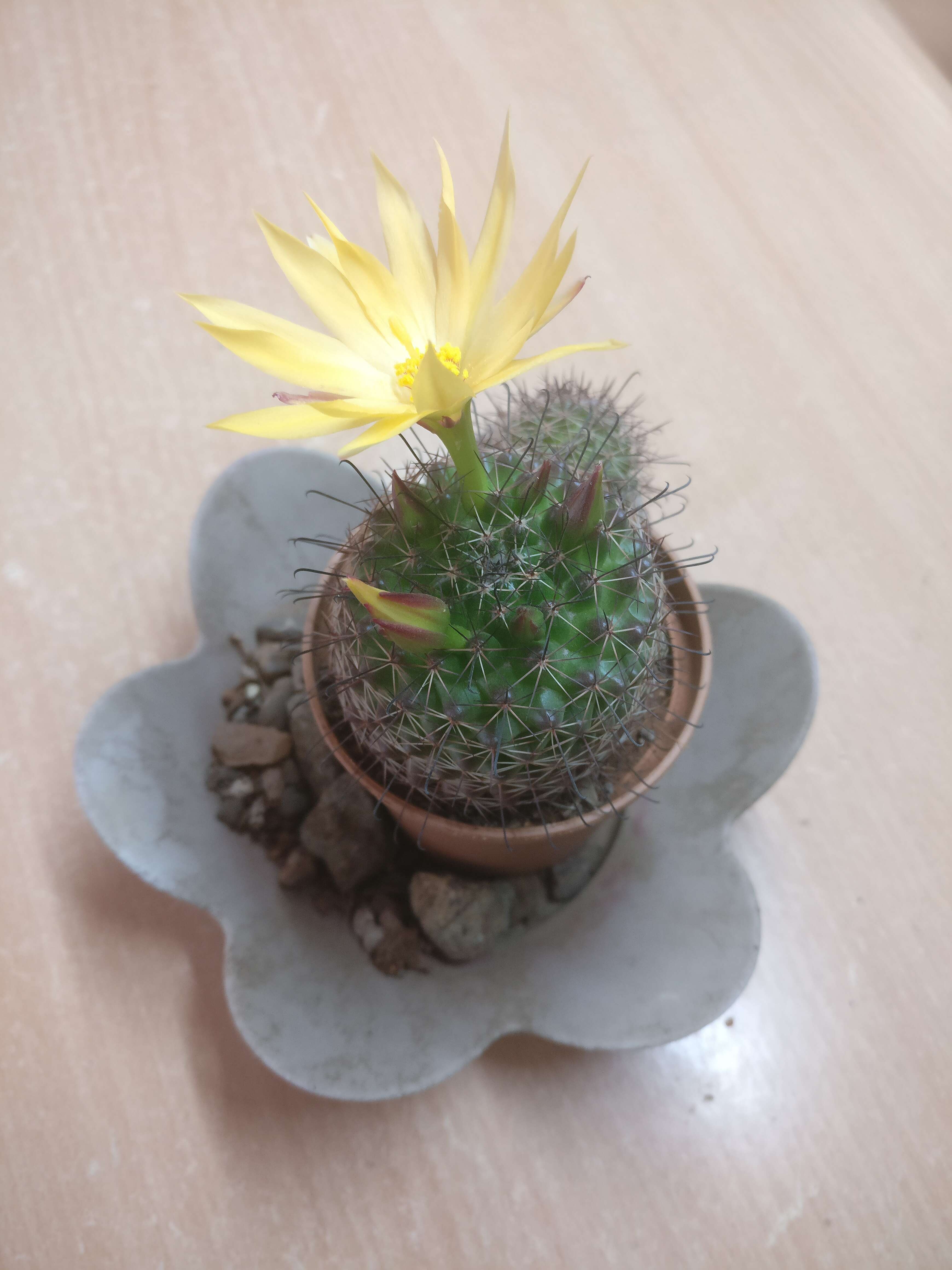 Image de Mammillaria beneckei Ehrenb.