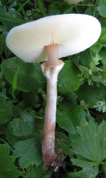 Слика од Lepiota cristata (Bolton) P. Kumm. 1871