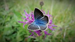 Image of Polyommatus damon