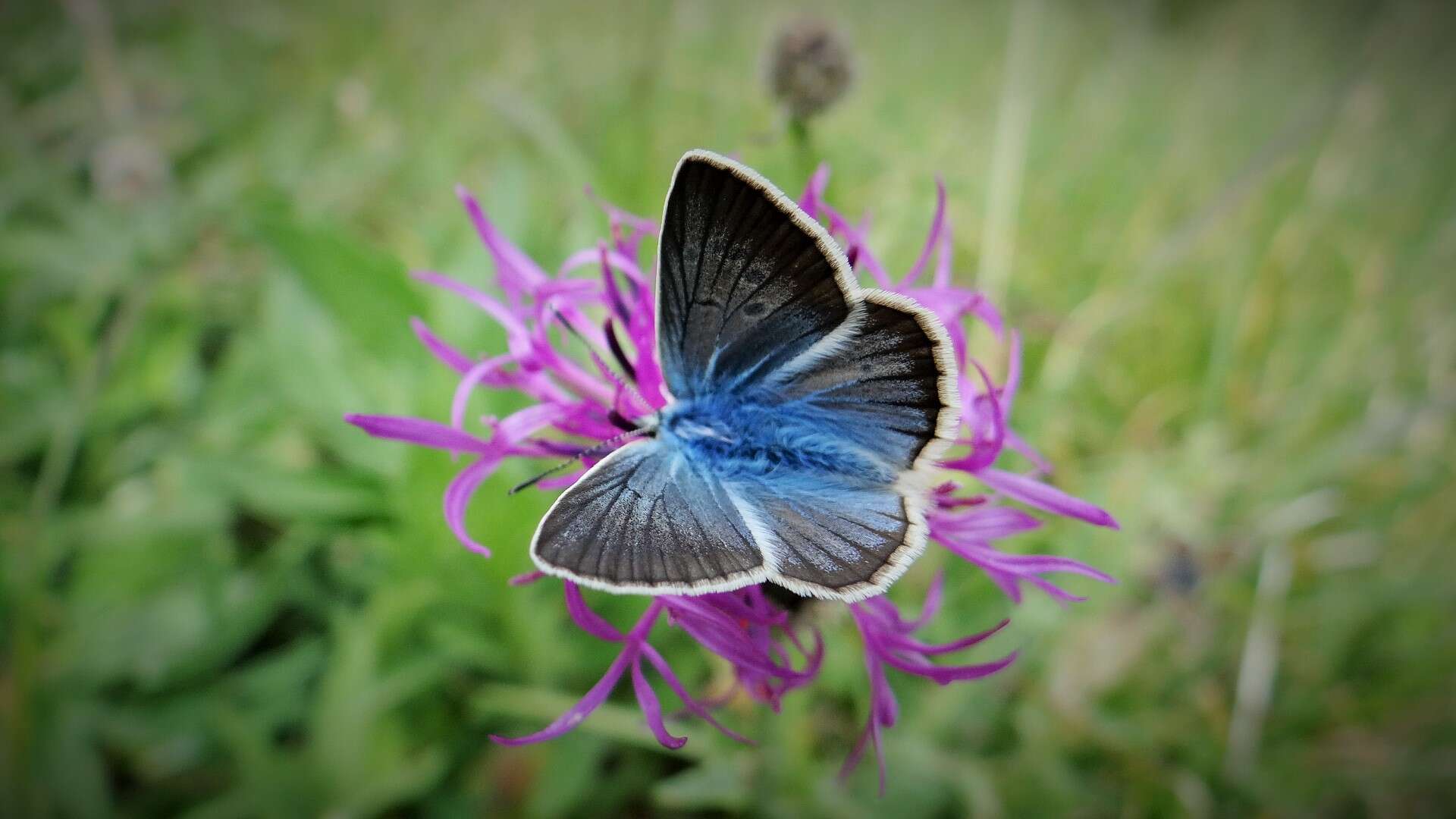 Image of Polyommatus damon